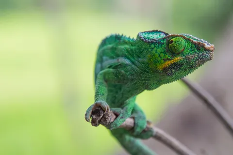 Green chameleon gripping a branch, Madagascar — Nicolas Marincic