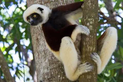 Coquerel’s sifaka, Madagascar — Nicolas Marincic