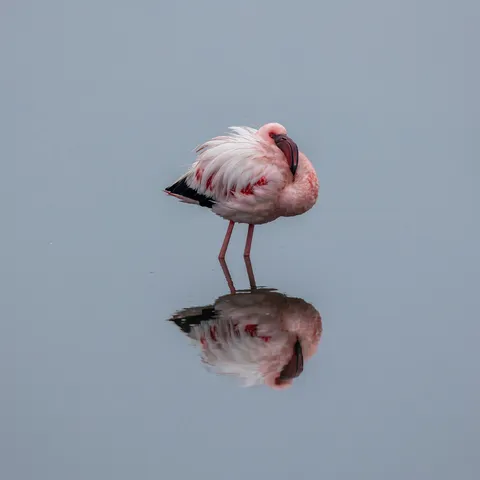Flamingo and its reflection, Namibia — Nicolas Marincic