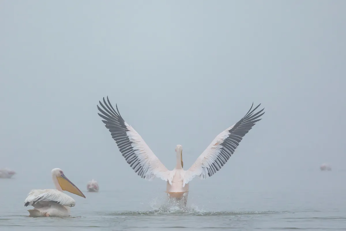 Great white pelican spreading its wings, Namibia — Nicolas Marincic