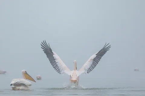 Great white pelican spreading its wings, Namibia — Nicolas Marincic