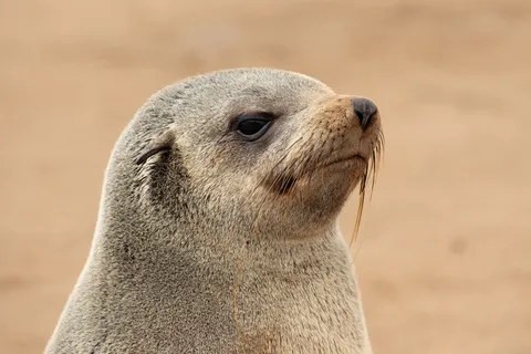 Cape fur seal, Namibia — Nicolas Marincic