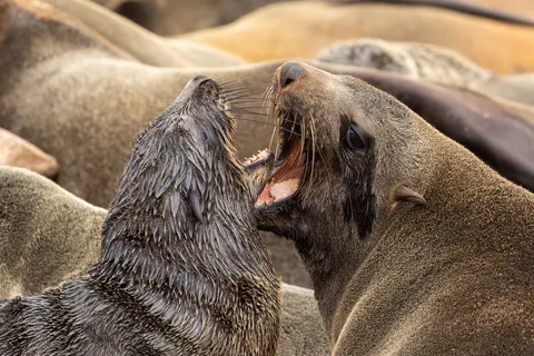 Cape fur seals face to face, Namibia — Nicolas Marincic
