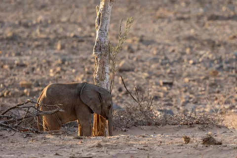 Desert elephant calf, Namibia — Nicolas Marincic