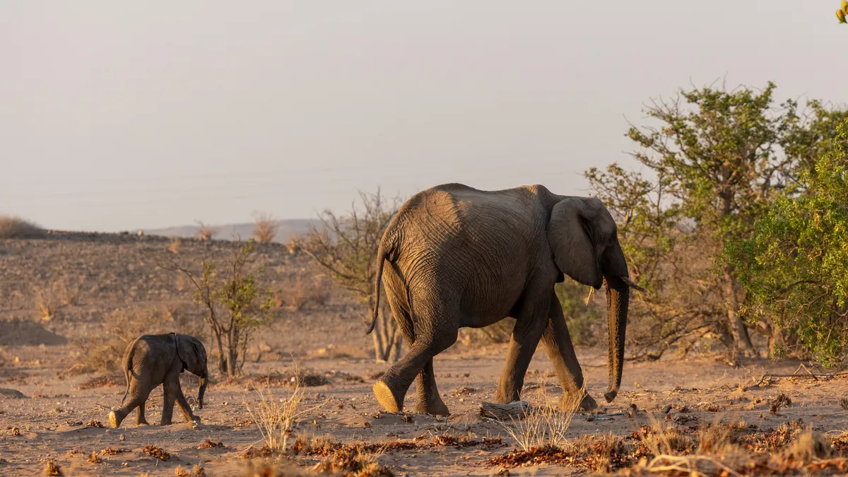 Desert elephant cow and calf, Namibia — Nicolas Marincic