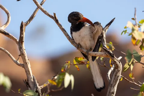 Monteiro’s hornbill on a branch, Namibia — Nicolas Marincic