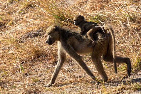 Chacma baboon carrying its young, Namibia — Nicolas Marincic