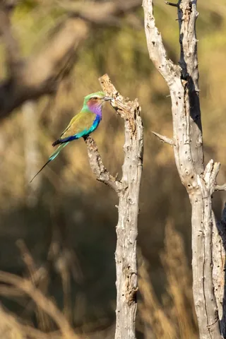 Lilac-breasted roller, Namibia — Nicolas Marincic