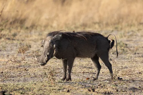 Warthog in the savannah, Namibia — Nicolas Marincic
