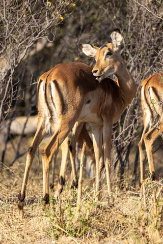 Impalas on the alert, Namibia — Nicolas Marincic