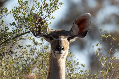 Female kudu in the bush, Namibia — Nicolas Marincic