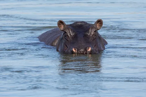 Hippo in the river, Namibia — Nicolas Marincic