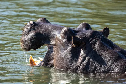 Hippos in the water, Namibia — Nicolas Marincic