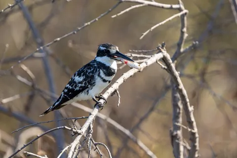 Pied kingfisher, Namibia — Nicolas Marincic