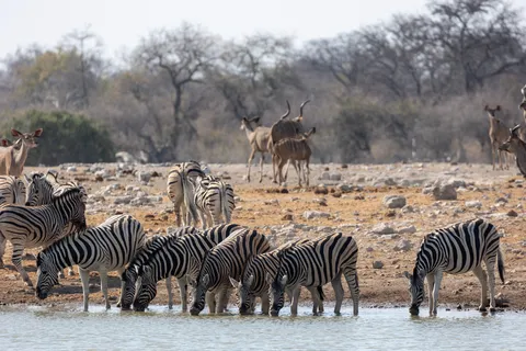 Zebras and kudus at the waterhole, Namibia — Nicolas Marincic