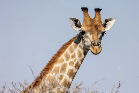 Giraffe stretching its neck, Namibia — Nicolas Marincic