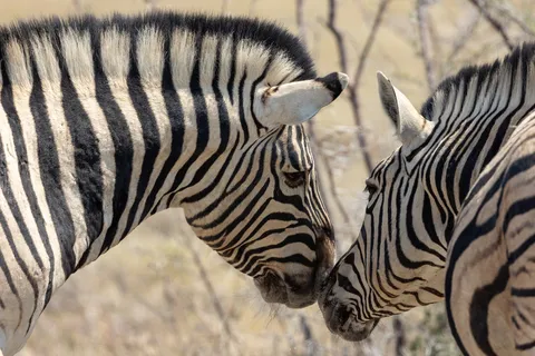 Zebras head to head, Namibia — Nicolas Marincic