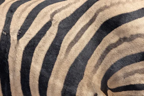 Zebra stripes, Namibia — Nicolas Marincic