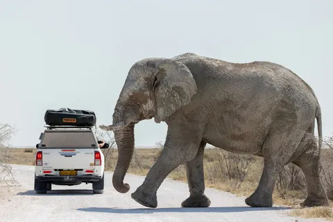 Elephant crossing the track in front of a 4x4, Namibia — Nicolas Marincic