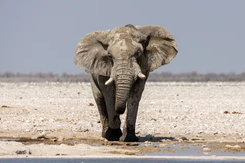 Elephant approaching the waterhole, Namibia — Nicolas Marincic