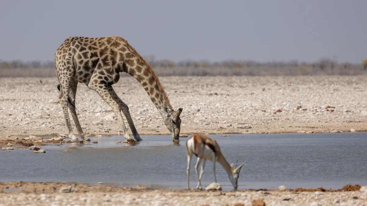 Giraffe and springbok drinking at a waterhole, Namibia — Nicolas Marincic