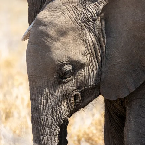 Elephant portrait, Namibia — Nicolas Marincic