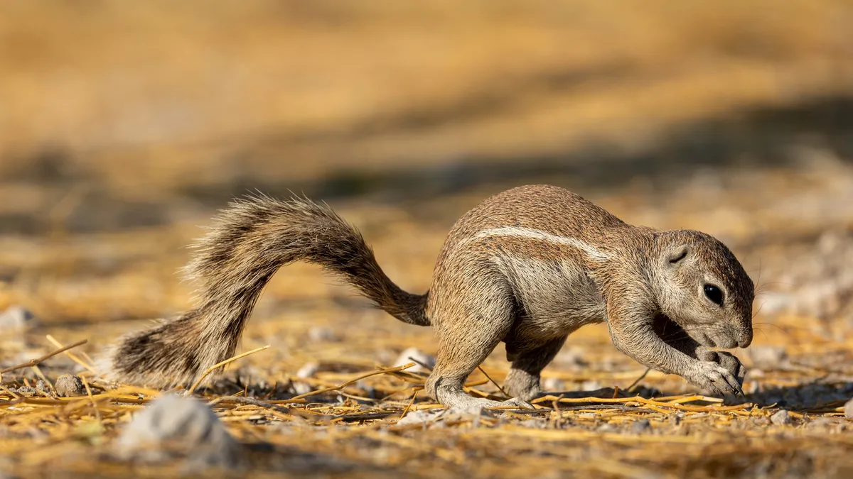 Ground squirrel foraging, Namibia — Nicolas Marincic
