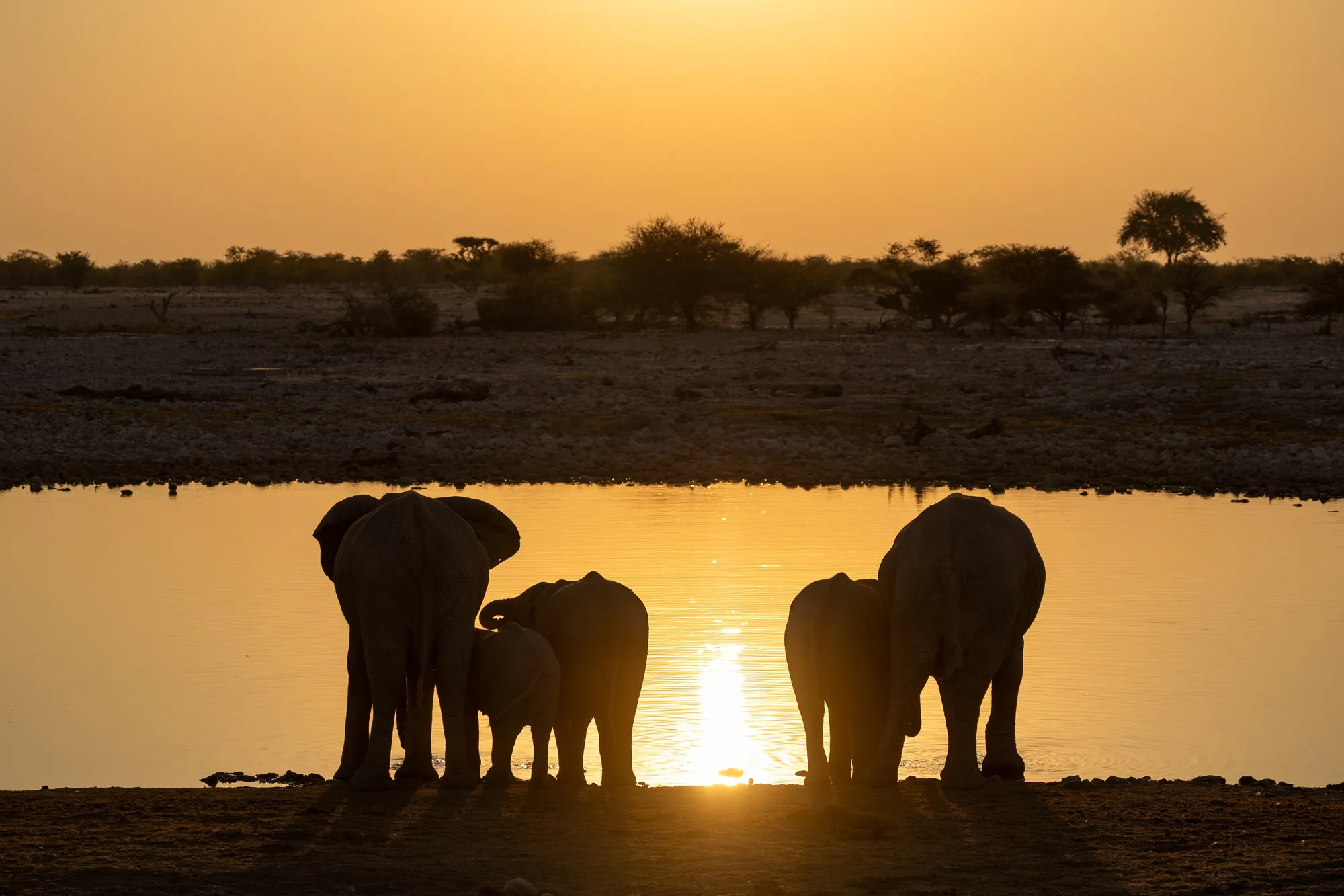 Elephants silhouetted at a waterhole at sunset, Namibia — Nicolas Marincic