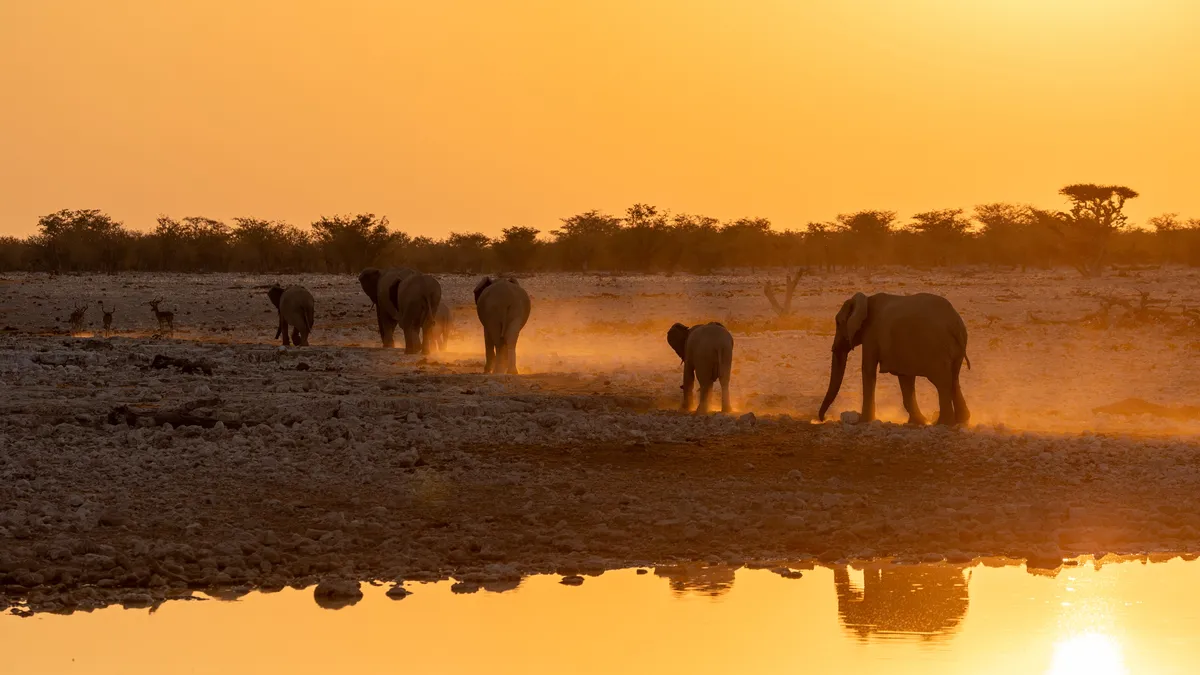 Elephants at the waterhole at sunset, Namibia — Nicolas Marincic