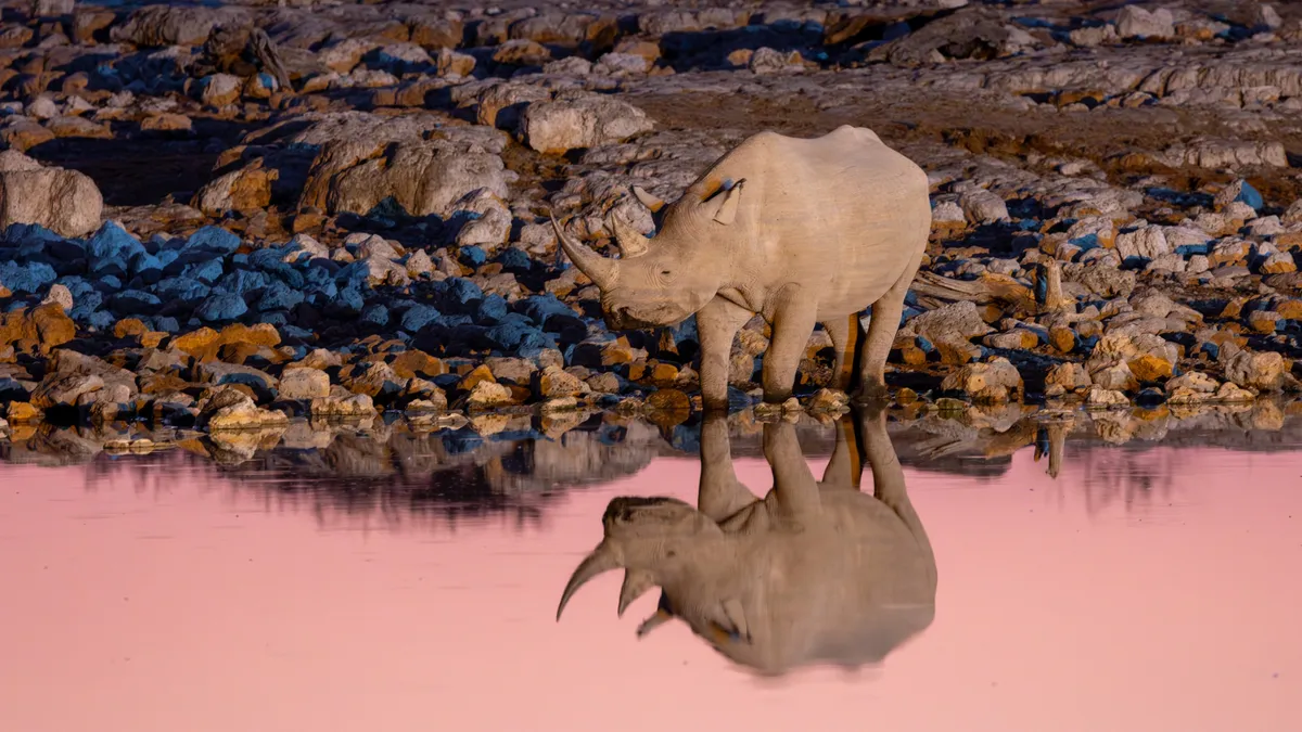 Black rhino with a pink reflection, Namibia — Nicolas Marincic