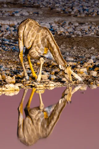 Kudu drinking above its reflection, Namibia — Nicolas Marincic