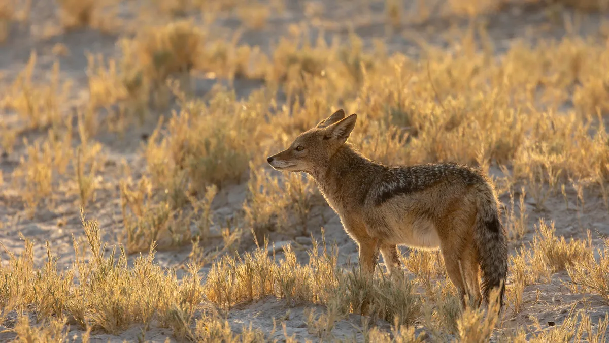Black-backed jackal in the evening light, Namibia — Nicolas Marincic