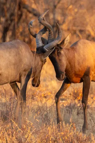 Red hartebeest sparring, Namibia — Nicolas Marincic