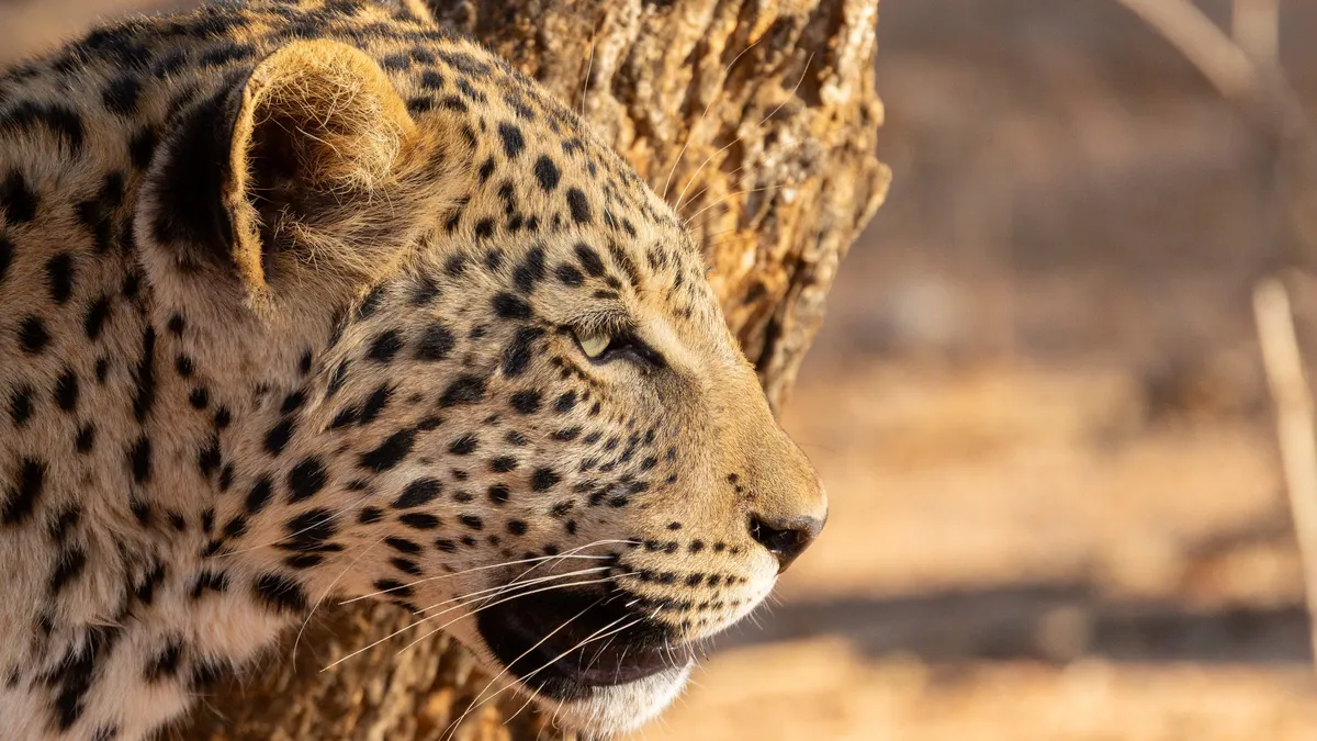 Leopard portrait, Namibia — Nicolas Marincic