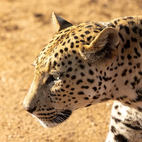 Leopard portrait, Namibia — Nicolas Marincic