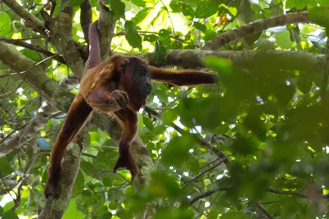 Singe hurleur roux dans les branches, Pérou — Nicolas Marincic