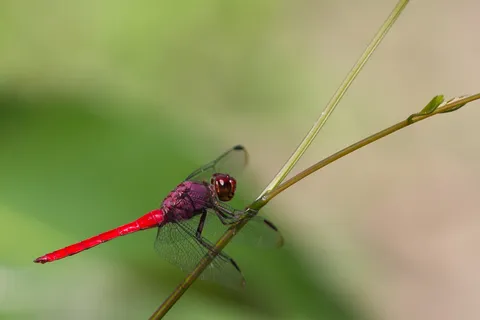 Dragonfly, Peru — Nicolas Marincic