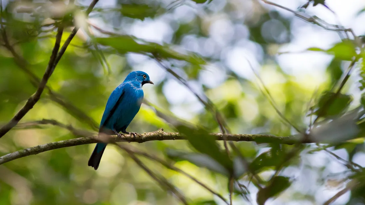 Oiseau bleu sur une branche, Pérou — Nicolas Marincic