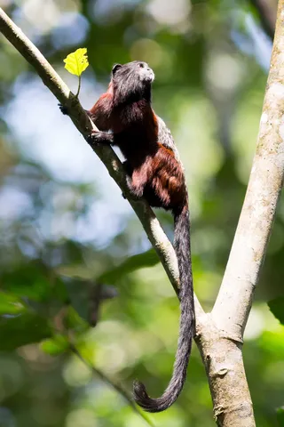 Tamarin clinging to a branch, Peru — Nicolas Marincic