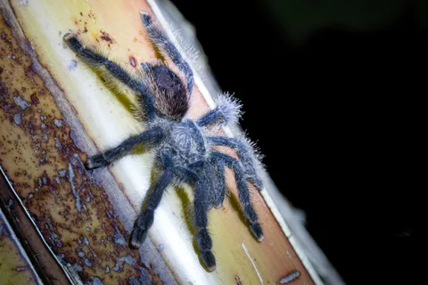 Tarantula on a stem at night, Peru — Nicolas Marincic