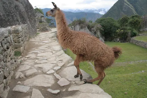 Llama at Machu Picchu, Peru — Nicolas Marincic