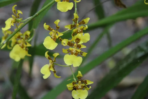 Yellow Oncidium orchid, Mountain Pine Ridge, Belize — Nicolas Marincic