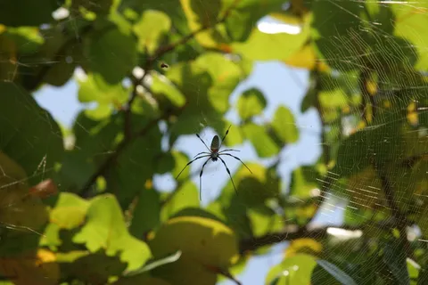 Golden orb-weaver, Caye Caulker, Belize — Nicolas Marincic