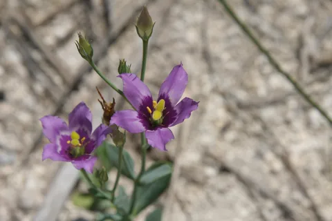 Purple flowers on the sand, Caye Caulker, Belize — Nicolas Marincic
