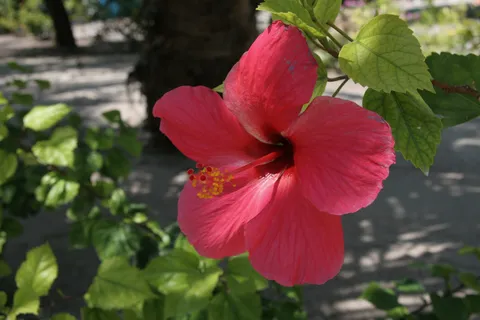 Hibiscus, Caye Caulker, Belize — Nicolas Marincic