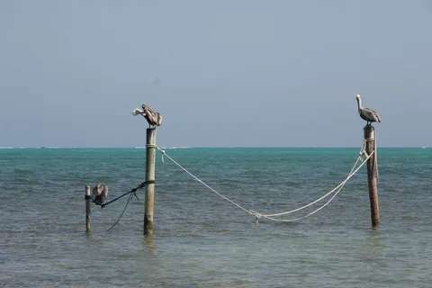 Pelicans on posts, Caye Caulker, Belize — Nicolas Marincic