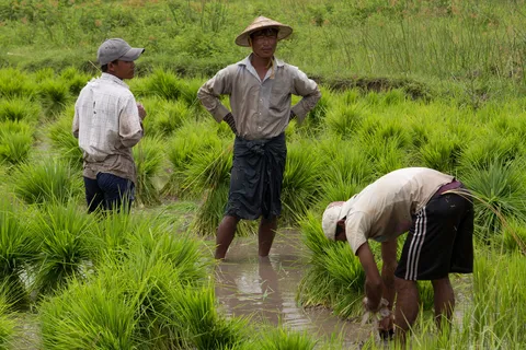 Farmers transplanting rice, Burma — Nicolas Marincic