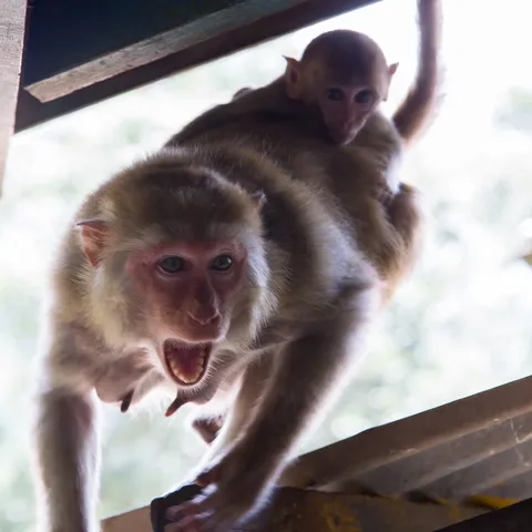 Rhesus macaque carrying its infant, Mount Popa, Burma — Nicolas Marincic