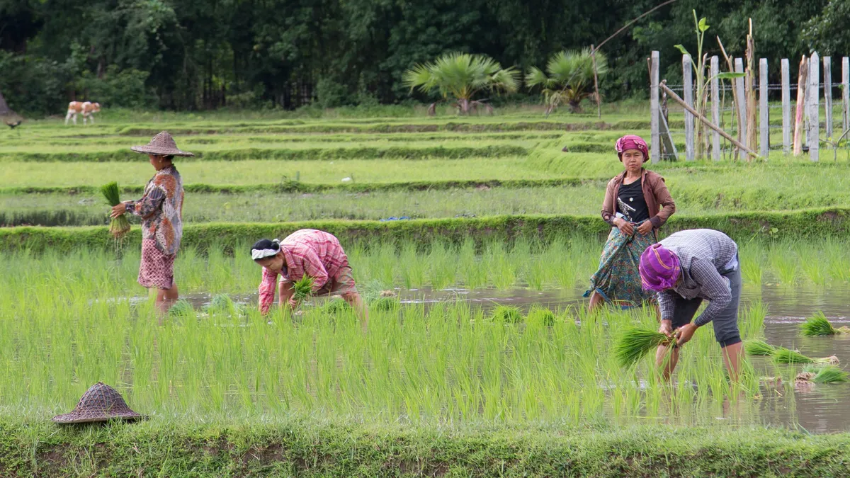 Transplanting rice, Burma — Nicolas Marincic