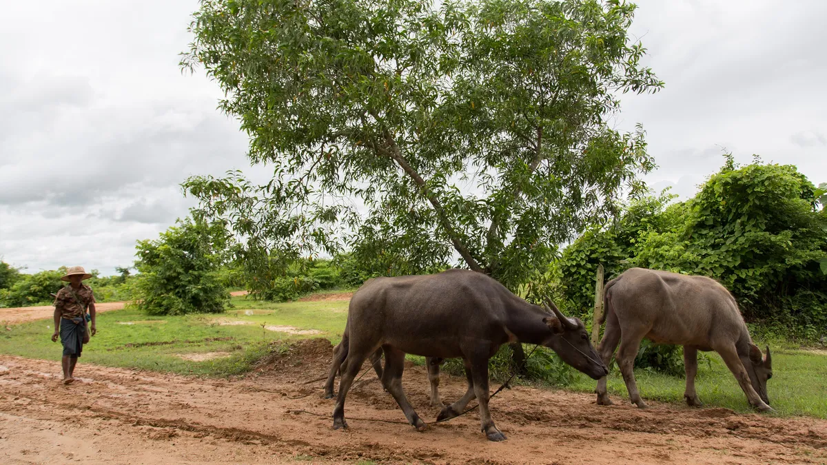 Water buffalo on a country track, Burma — Nicolas Marincic